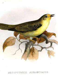 橙额绒顶雀 / Orange-fronted Plushcrown / Metopothrix aurantiaca