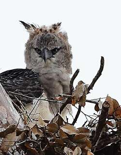 冠雕 / Crested Eagle / Morphnus guianensis