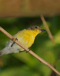 黄胸噪刺莺 / Golden-bellied Gerygone / Gerygone sulphurea