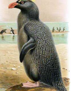 翘眉企鹅 / Erect-crested Penguin / Eudyptes sclateri