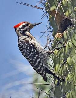 纹背啄木鸟 / Ladder-backed Woodpecker / Dryobates scalaris