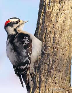 绒啄木鸟 / Downy Woodpecker / Dryobates pubescens