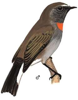 橙胸姬鹟 / Rufous-gorgeted Flycatcher / Ficedula strophiata