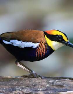 马来蓝尾八色鸫 / Malayan Banded Pitta / Hydrornis irena