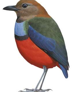 路易八色鸫 / Louisiade Pitta / Erythropitta meeki