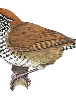 鳞胸苇鹪鹩 / Speckle-breasted Wren / Pheugopedius sclateri