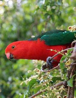 澳洲王鹦鹉 / Australian King Parrot / Alisterus scapularis