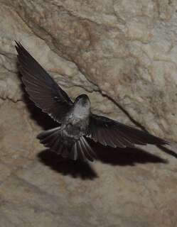 库岛金丝燕 / Atiu Swiftlet / Aerodramus sawtelli