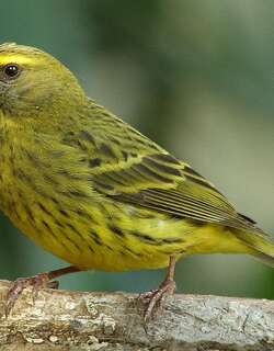 黄眉林丝雀 / Forest Canary / Crithagra scotops