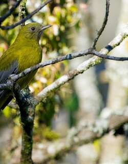 灰翅伞鸟 / Grey-winged Cotinga / Tijuca condita
