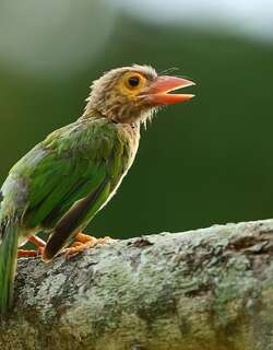 斑头绿拟啄木 / Brown-headed Barbet / Psilopogon zeylanicus
