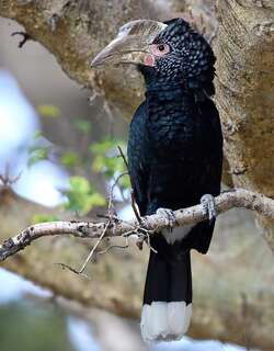 银颊噪犀鸟 / Silvery-cheeked Hornbill / Bycanistes brevis