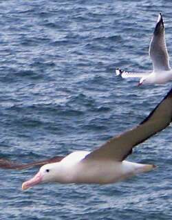 北方皇信天翁 / Northern Royal Albatross / Diomedea sanfordi
