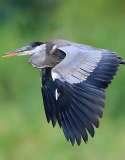 黑冠白颈鹭 / Cocoi Heron / Ardea cocoi