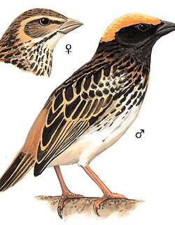 纹胸织雀 / Streaked Weaver / Ploceus manyar