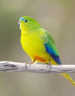 橙腹鹦鹉 / Orange-bellied Parrot / Neophema chrysogaster