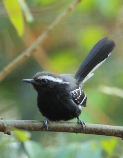 黑腹蚁鹩 / Black-bellied Antwren / Formicivora melanogaster