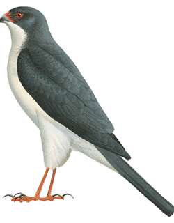 蓝灰雀鹰 / Slaty-mantled Goshawk / Accipiter luteoschistaceus