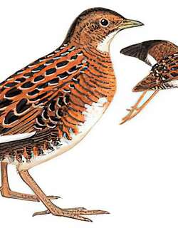 花田鸡 / Swinhoe’s Rail / Coturnicops exquisitus