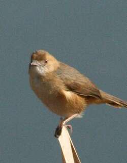 红脸扇尾莺 / Red-faced Cisticola / Cisticola erythrops