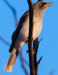 黑耳矿吸蜜鸟 / Black-eared Miner / Manorina melanotis