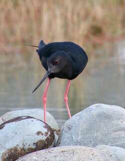 黑长脚鹬 / Black Stilt / Himantopus novaezelandiae