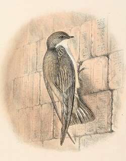 灰喉燕 / Pale Crag Martin / Ptyonoprogne obsoleta