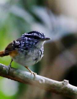 斯皮克斯歌蚁鸟 / Spix’s Warbling Antbird / Hypocnemis striata