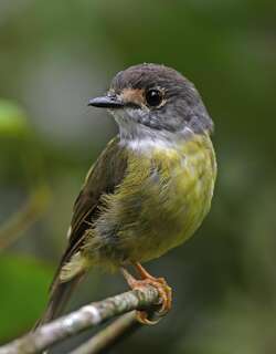 淡黄歌鸲鹟 / Pale-yellow Robin / Tregellasia capito