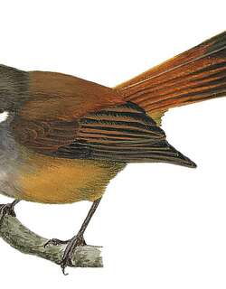 塔利亚布岛扇尾鹟 / Taliabu Fantail / Rhipidura sulaensis