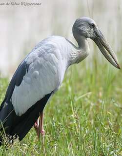 钳嘴鹳 / Asian Openbill / Anastomus oscitans