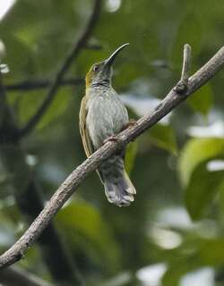 细纹灰胸捕蛛鸟 / Streaky-breasted Spiderhunter / Arachnothera affinis
