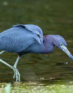 小蓝鹭 / Little Blue Heron / Egretta caerulea