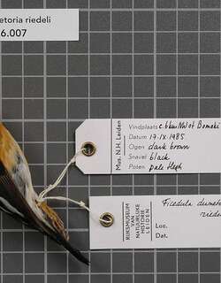 塔宁姬鹟 / Tanimbar Flycatcher / Ficedula riedeli