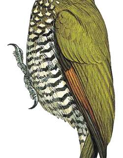 利塔啄木鸟 / Lita Woodpecker / Piculus litae