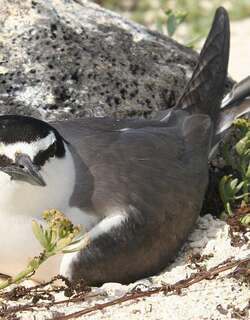 灰背燕鸥 / Spectacled Tern / Onychoprion lunatus