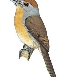 棕顶小蓬头䴕 / Rufous-capped Nunlet / Nonnula ruficapilla