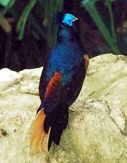 凤冠火背鹇 / Crested Fireback / Lophura ignita
