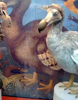 渡渡鸟 / Dodo / Raphus cucullatus