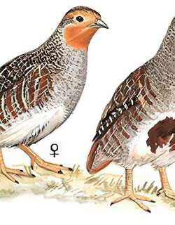 灰山鹑 / Grey Partridge / Perdix perdix