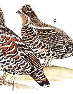 花尾榛鸡 / Hazel Grouse / Tetrastes bonasia