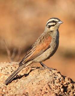 南非岩鹀 / Cape Bunting / Emberiza capensis
