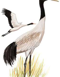 黑颈鹤 / Black-necked Crane / Grus nigricollis
