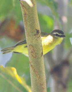 褐顶小霸鹟 / Brown-capped Tyrannulet / Ornithion brunneicapillus