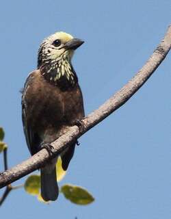 黄头拟䴕 / Anchieta’s Barbet / Stactolaema anchietae
