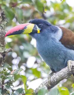 灰胸山巨嘴鸟 / Grey-breasted Mountain Toucan / Andigena hypoglauca