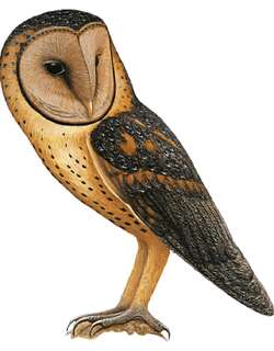 马努斯草鸮 / Manus Masked Owl / Tyto manusi