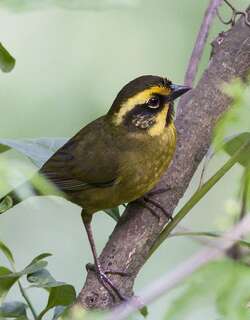 黄纹薮雀 / Yellow-striped Brushfinch / Atlapetes citrinellus
