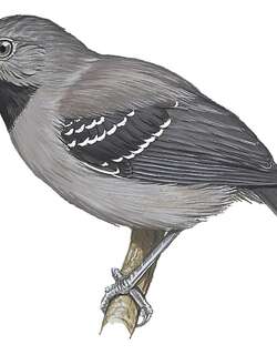 栗腹蚁鸟 / Allpahuayo Antbird / Percnostola arenarum