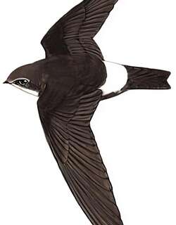 小白腰雨燕 / House Swift / Apus nipalensis